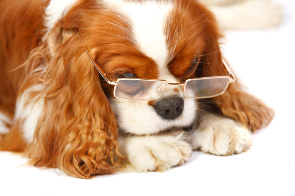Eye Disorders | Healthy Dogs | Animal Planet
