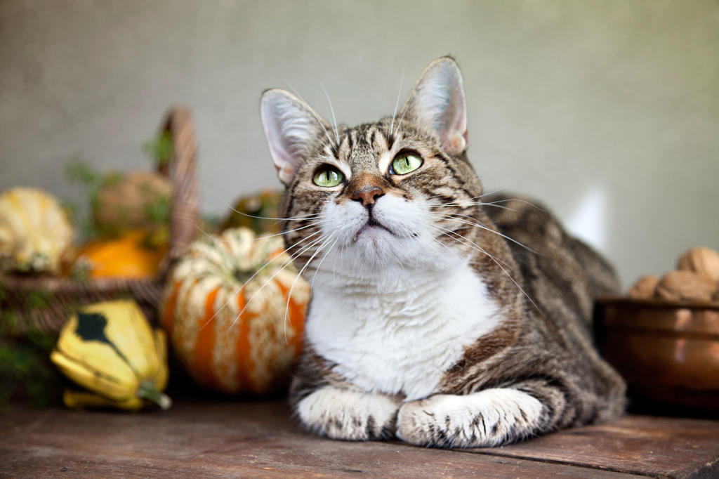 cat throwing up digested food