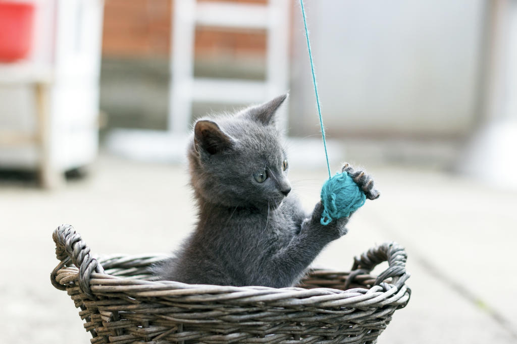 The Potential Dangers of Cat Toys | Animal Planet