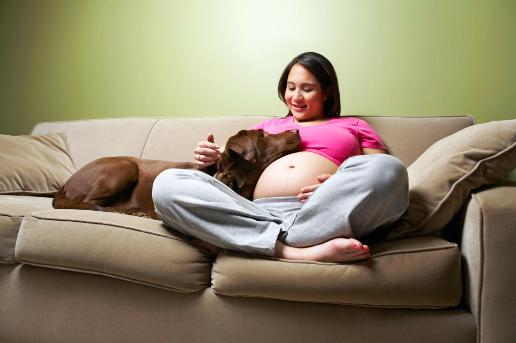 can your dog sense you are pregnant