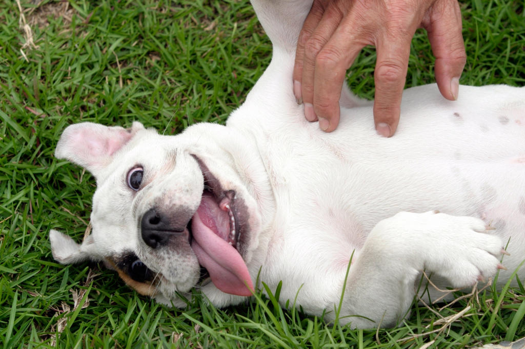 dog scratching neck