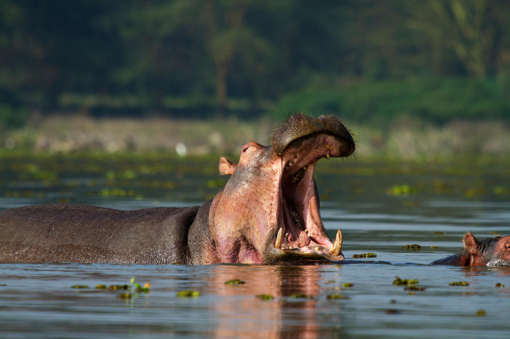 hippopotamus-wild-animal-safari-animal-planet