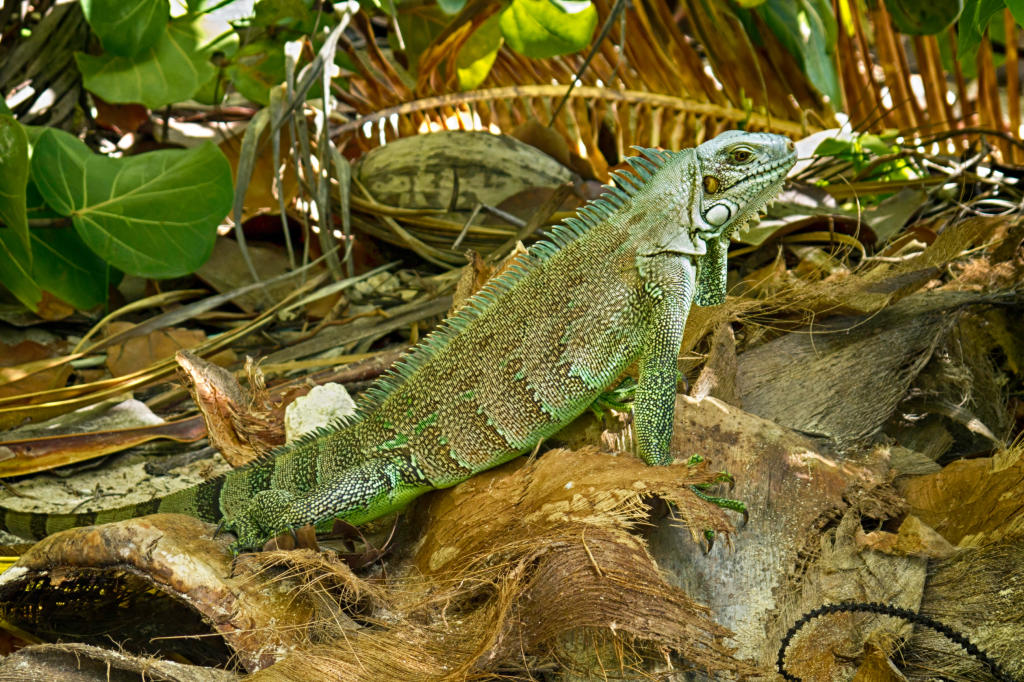 Iguana 