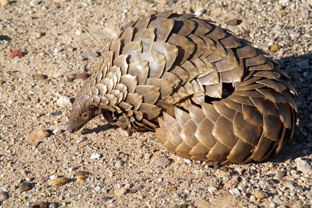 Pangolin | Endangered Species | Animal Planet