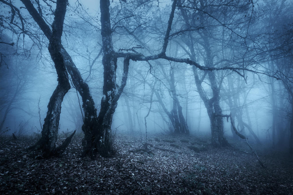 7 Spooky, Haunted Forests You’d Never Want To Be Alone In At Night ...