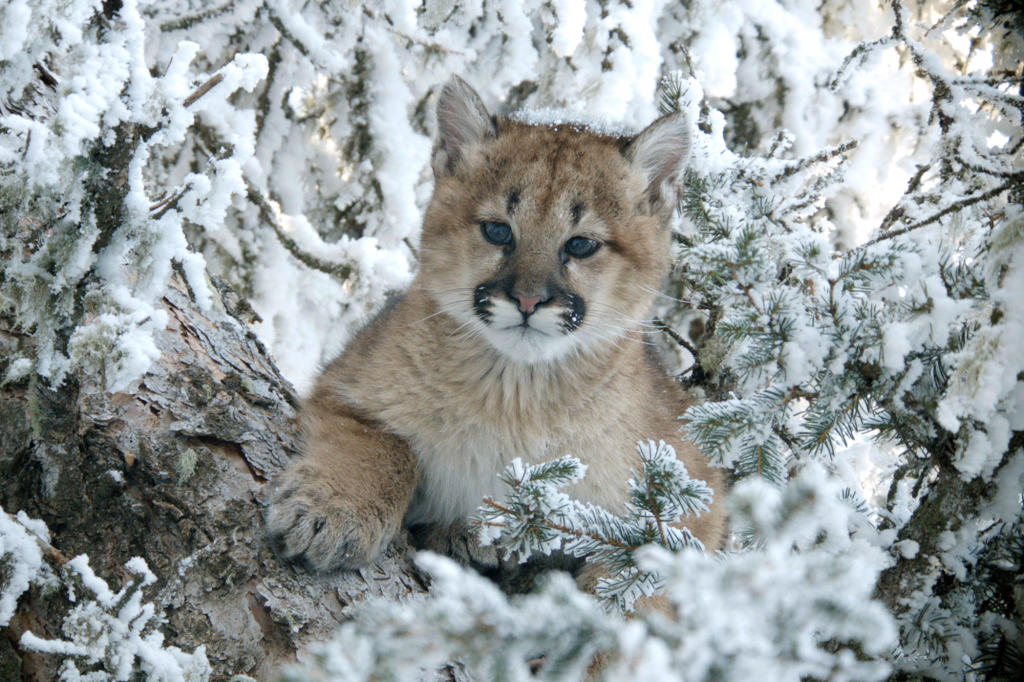 Mountain Lion North America Discovery
