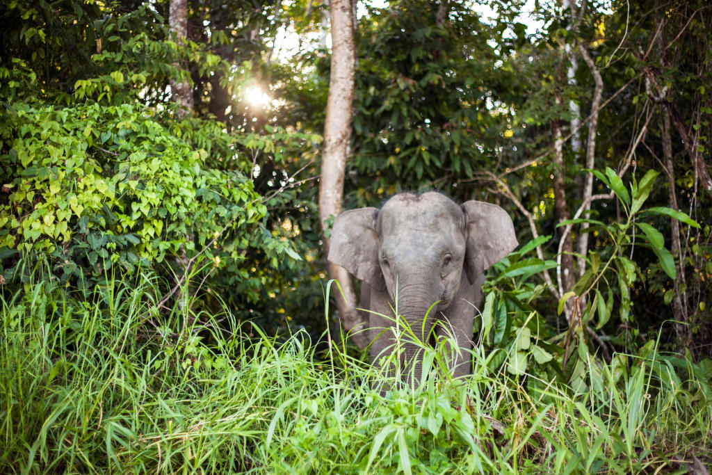 Borneo Pygmy Elephant Endangered Species Animal