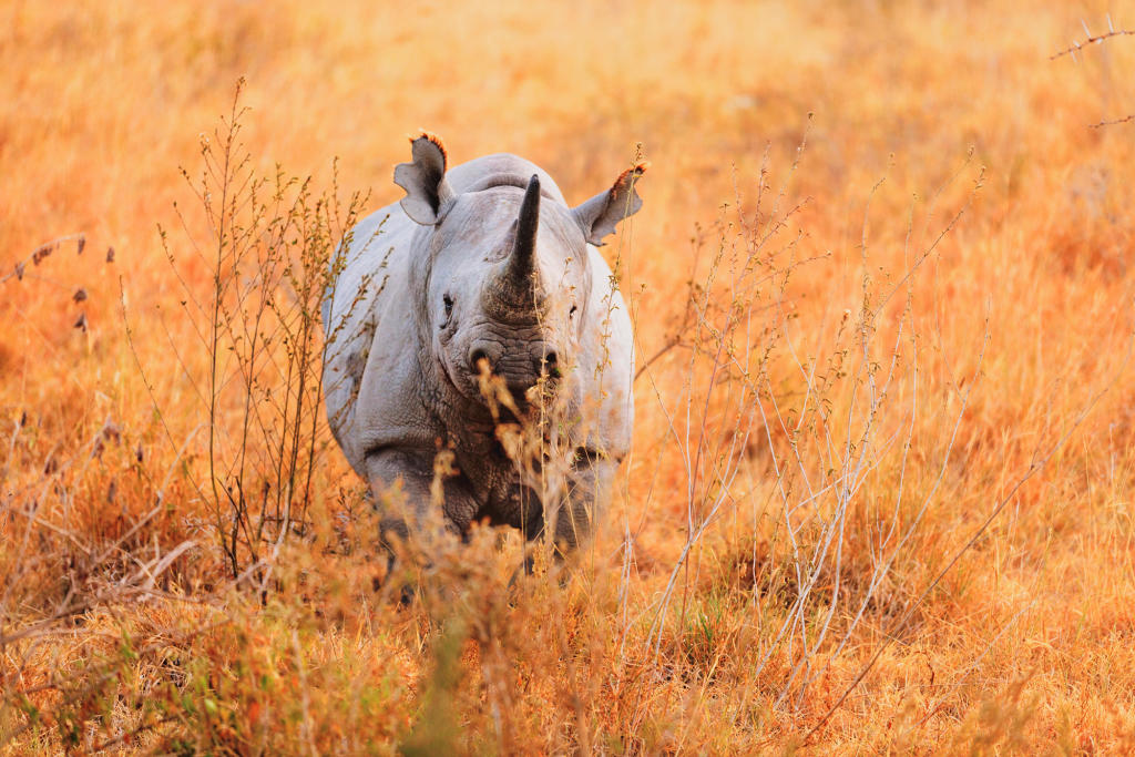 Black Rhino | Endangered Species | Animal Planet