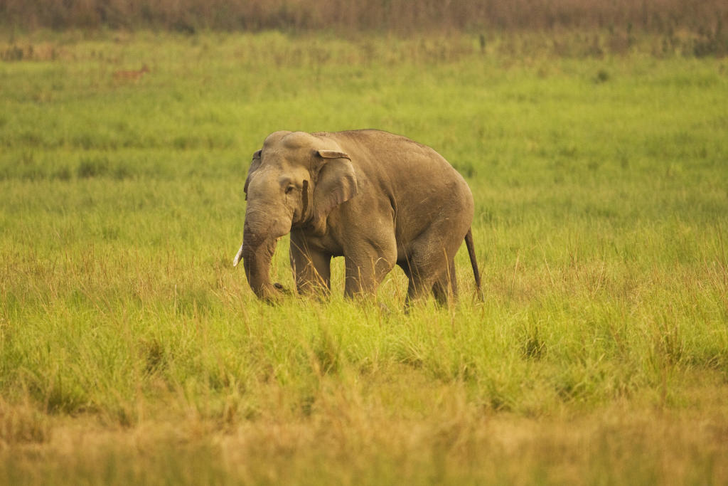 Indian Elephant | Endangered Species | Animal Planet