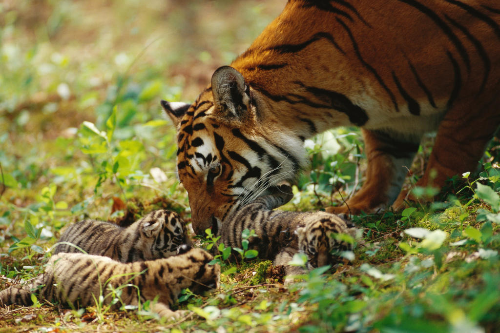 Tiger Moms and Cubs | Animal Planet