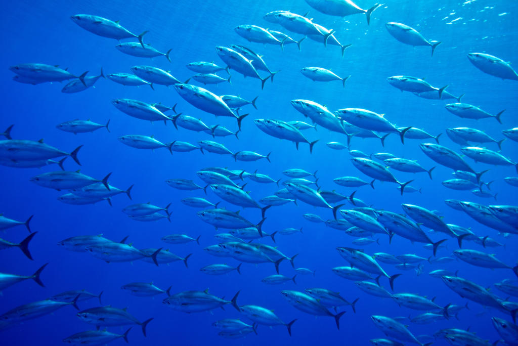 Bluefin Tuna Endangered Species Animal