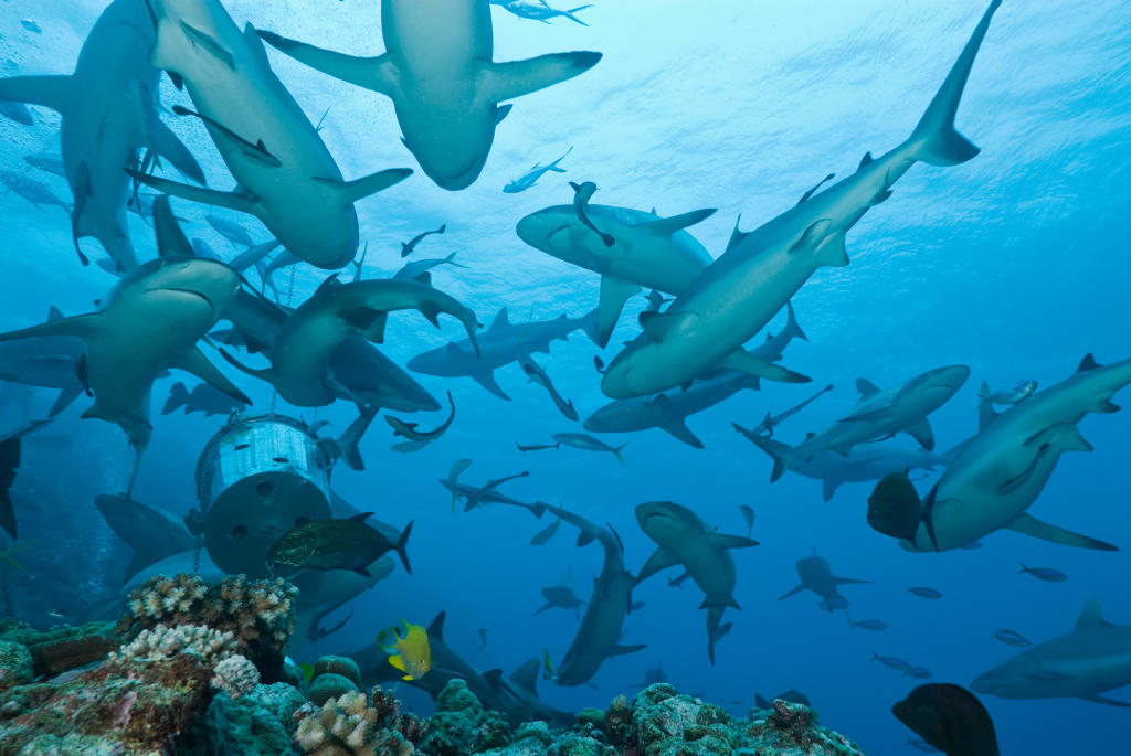 Shark Week Watch Full Episodes More! - Discovery