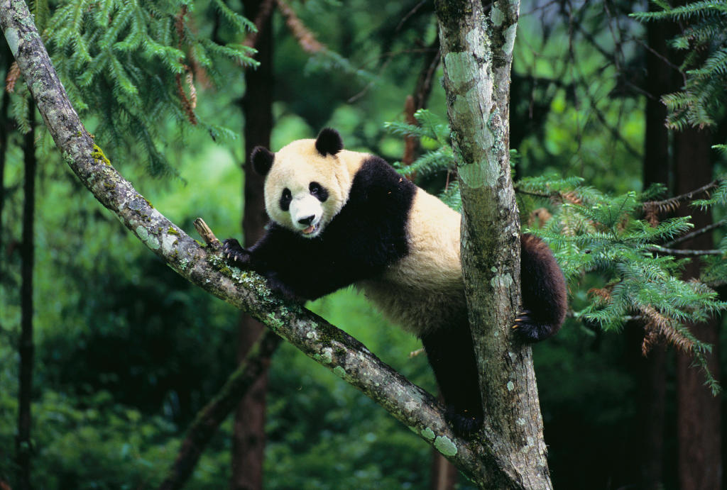 Panda Animal