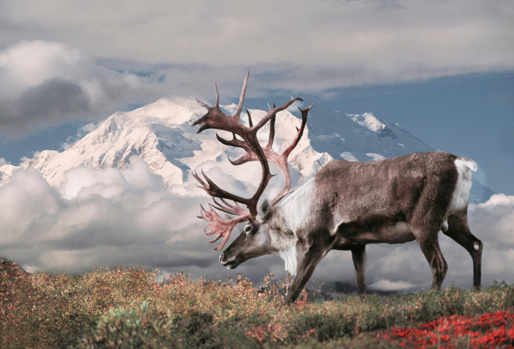 1 Top 10 Places to See Wildlife in North America North America