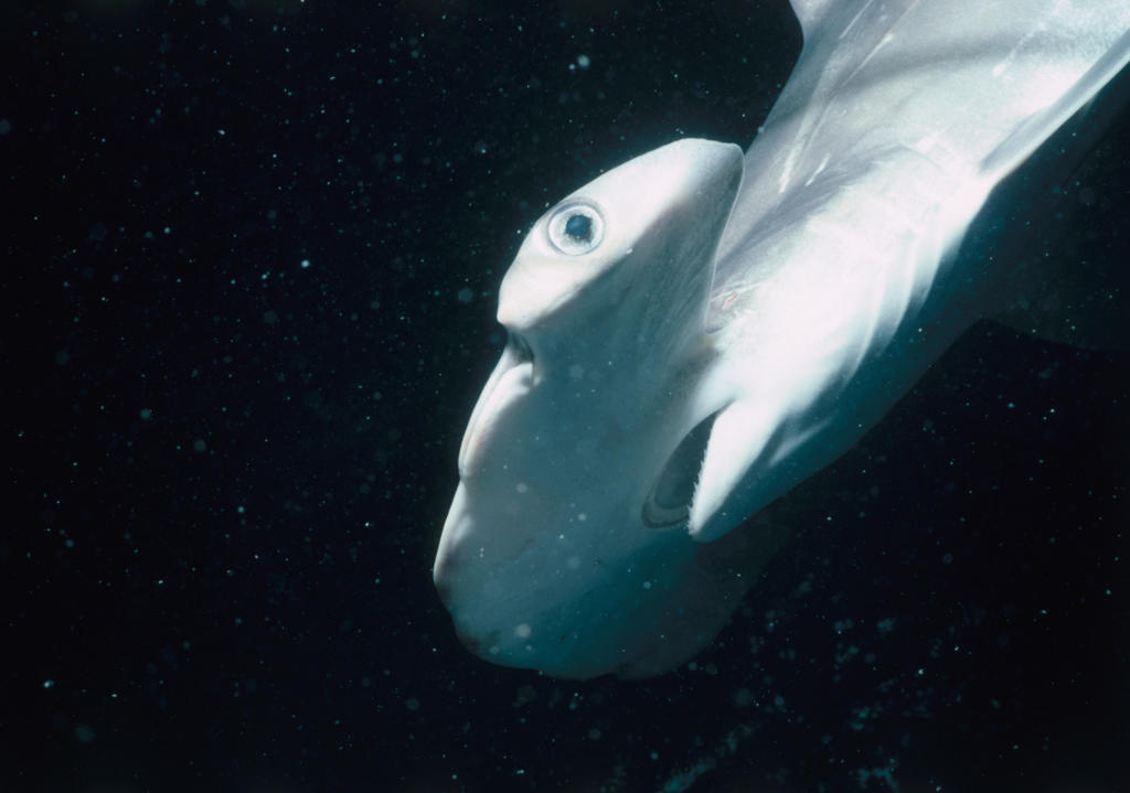 Baby Hammerhead Shark Quiz! Shark Week Discovery