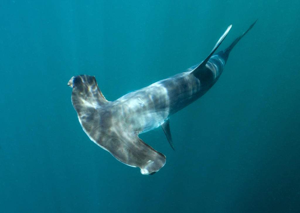 Smooth Hammerhead Shark | Shark Week | Discovery