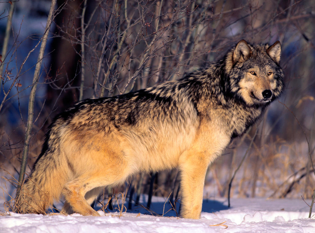 10 Dog Breeds That Look Like a Wolf - DogVills