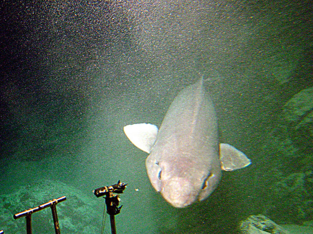 False Catshark | Shark Week | Discovery