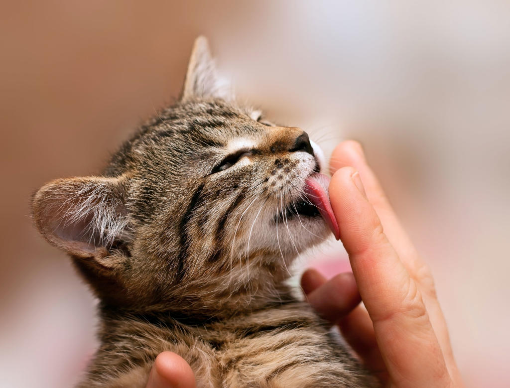 What does it mean when your cat licks you? Healthy Cats Animal
