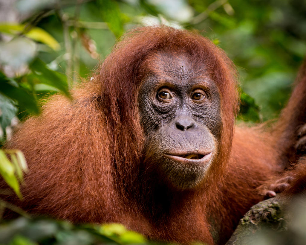 Sumatran Orangutan | Endangered Species | Animal Planet