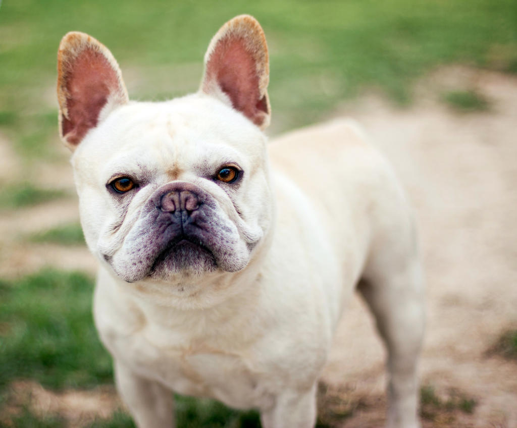 bully x french bulldog