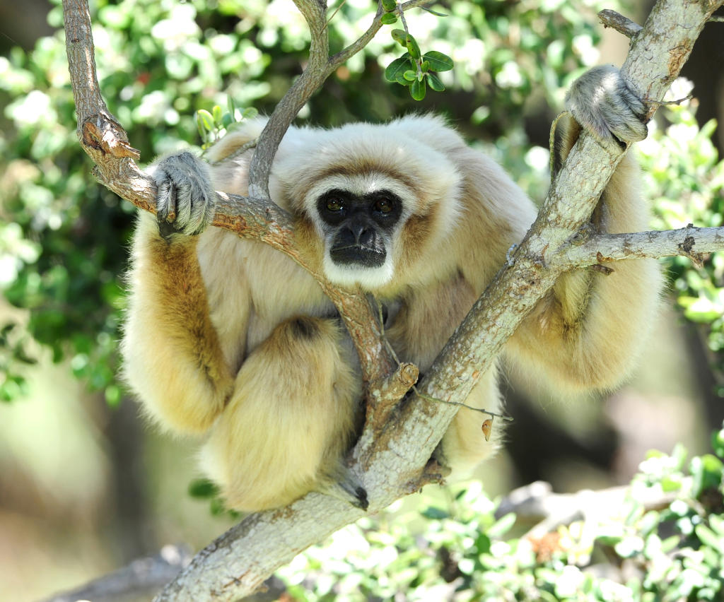 wild republic gibbon