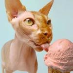 5 Human Foods Cats Can Eat