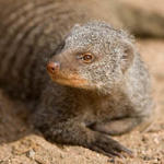 http://r.ddmcdn.com/s_f/o_1/w_150/h_150/APL/uploads/2014/10/bandits-of-selous-banded-mongoose-facts0.jpg