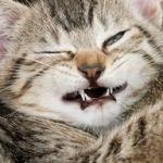 Why is your cat sneezing?