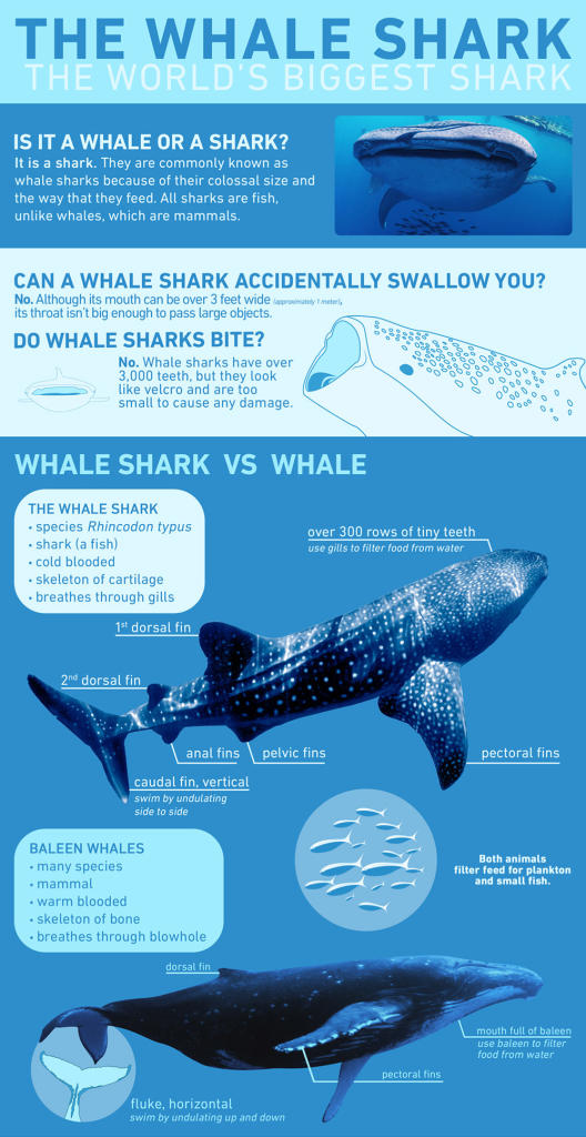 “status Of The Shark” Infographic Shark Week Discovery