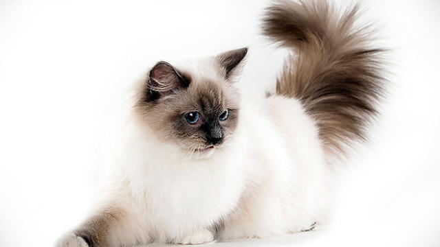 burmese ragdoll