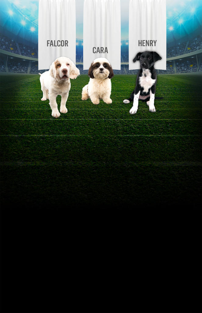 Puppy Bowl MVP Photos Puppy Bowl Animal