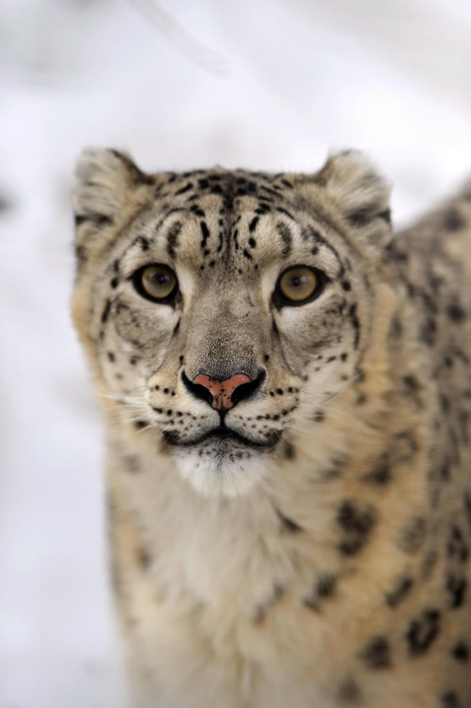 snow leopard 10.6 8 download dmg