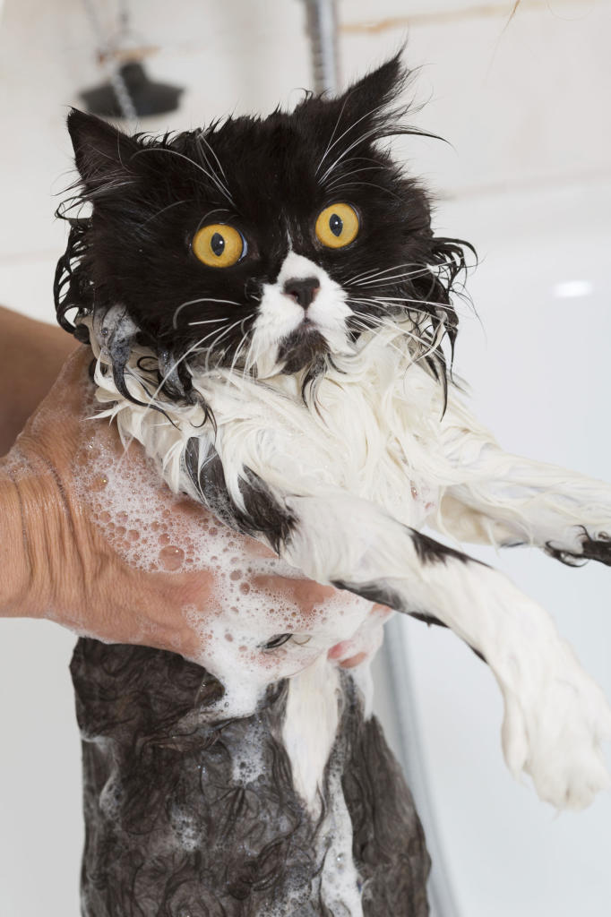 Do cats really hate water? | Healthy Cats | Animal Planet