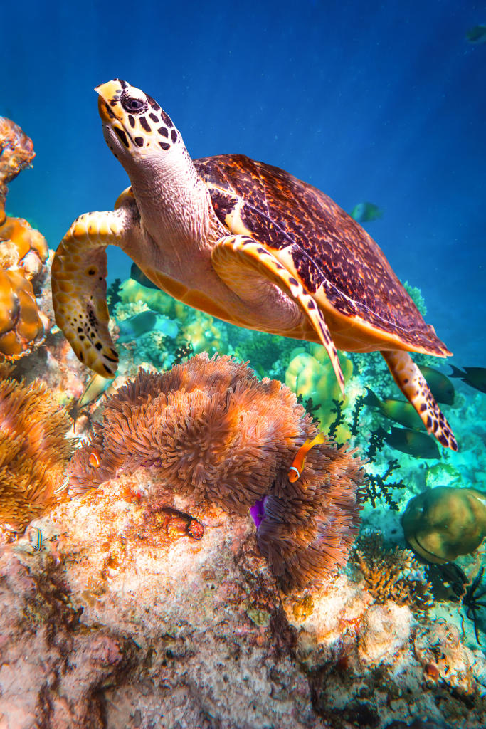 endangered-green-sea-turtle-populations-are-recovering-in-pacific-coral