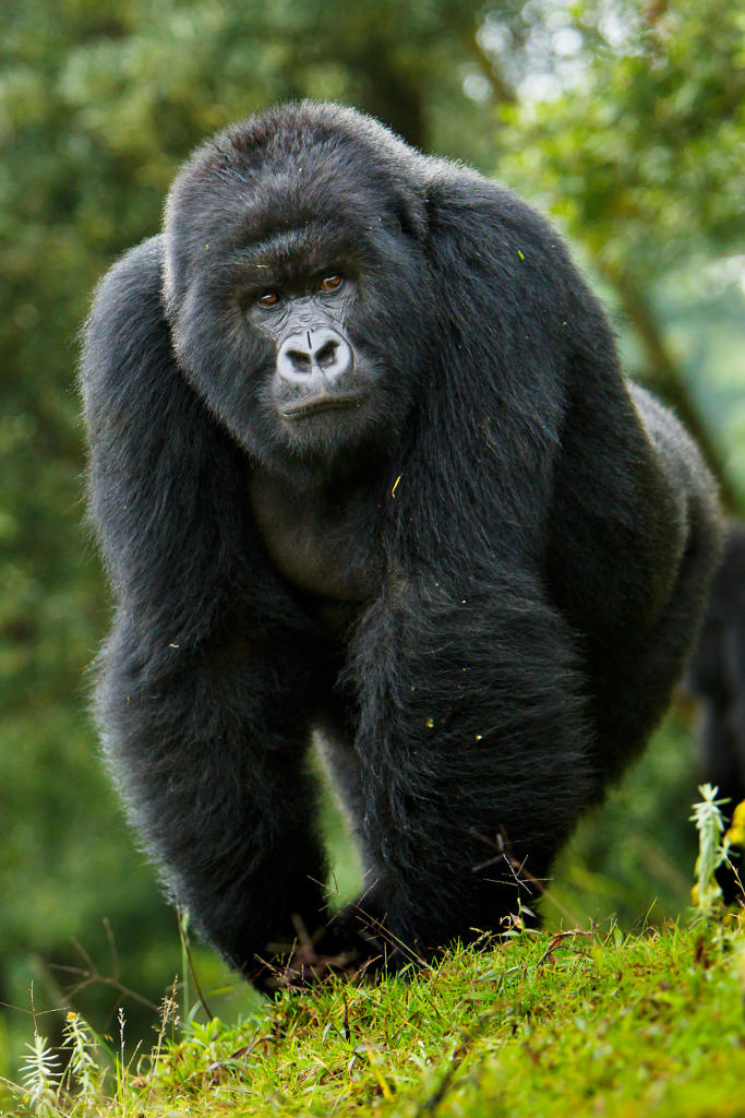 Mountain Gorilla Endangered Species Animal