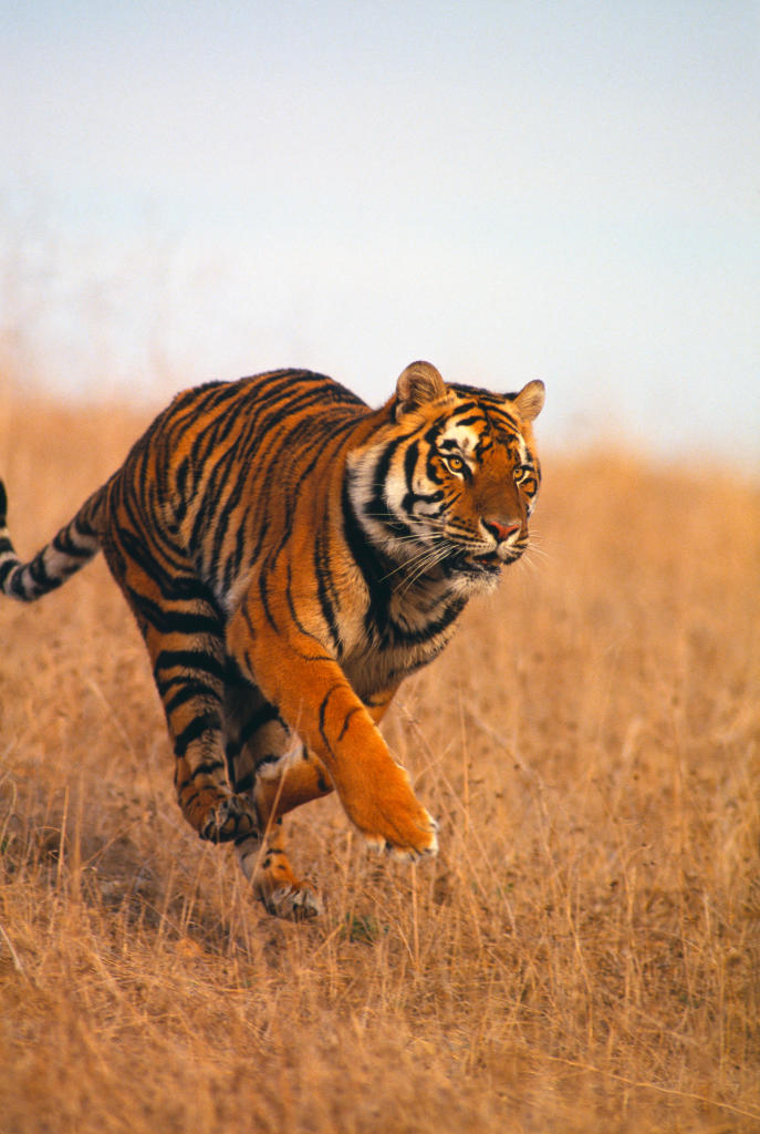 Bengal Tiger | Endangered Species | Animal Planet