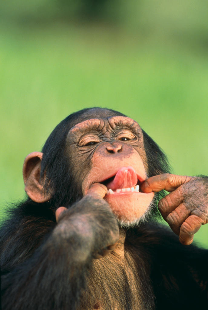 chimpanzee lifespan wild