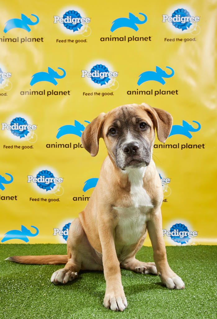 Puppy Bowl XV Starting Lineup Puppy Bowl Animal