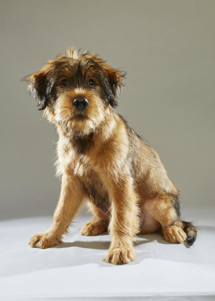 puppy bowl mvp puppy bowl xii mvp photo gallery puppy bowl animal planet puppy bowl mvp puppy bowl xii mvp photo gallery puppy bowl animal planet