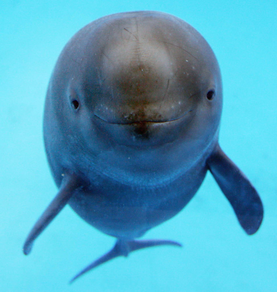 Yangtze Finless Porpoise | Endangered Species | Animal Planet