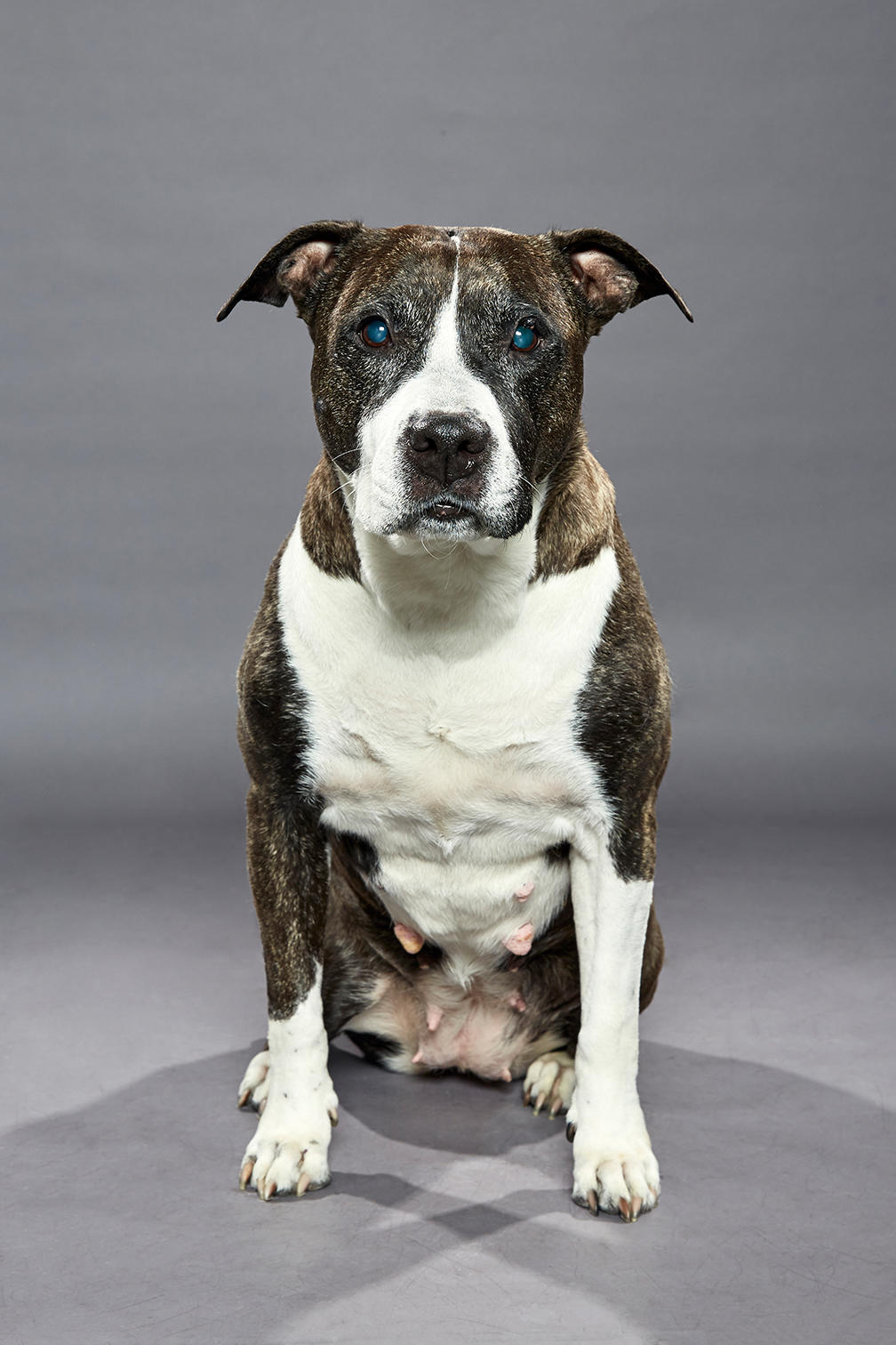 Puppy Bowl XVI Meet the Stars of the Dog Bowl Puppy Bowl Animal