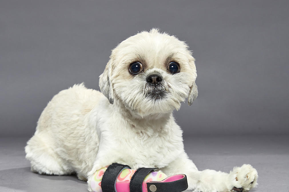 Puppy Bowl Xvi Meet The Stars Of The Dog Bowl Puppy Bowl