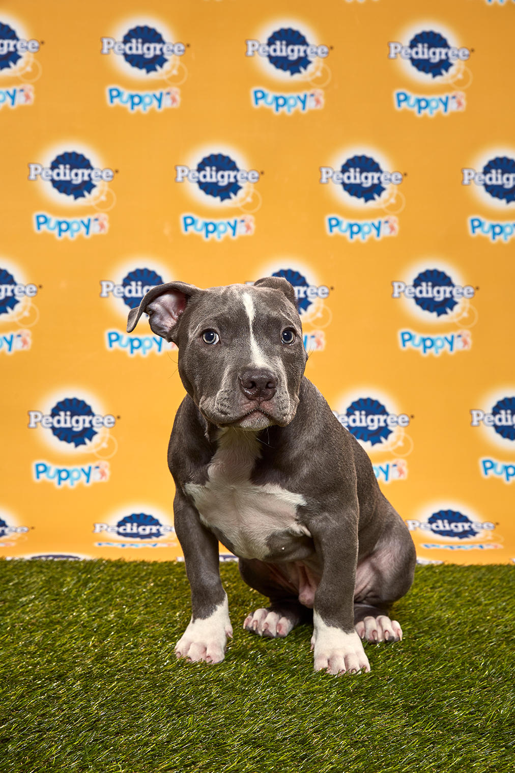 photo of Crumpet the puppy