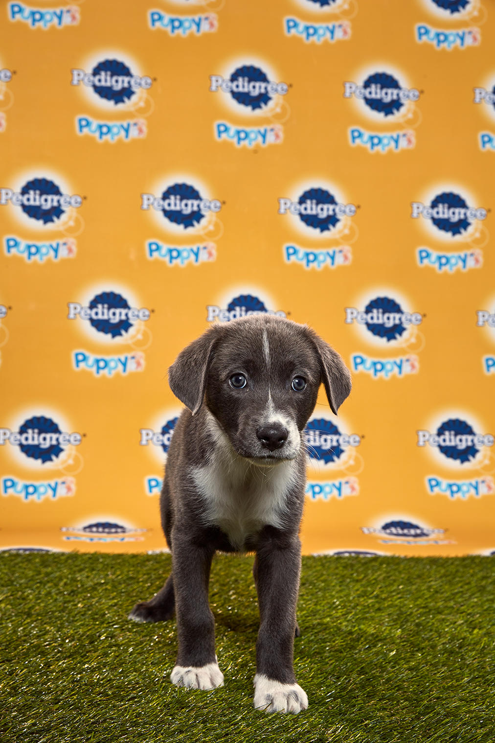 Puppy Bowl Xvi Starting Lineup Puppy Bowl Animal Planet