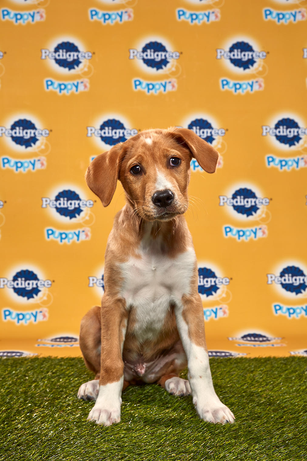 photo of Kenny the puppy