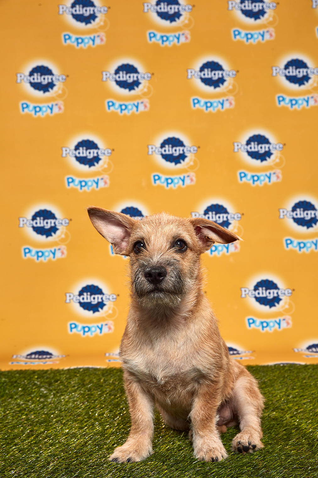 Puppy Bowl Xvi Starting Lineup Puppy Bowl Animal Planet