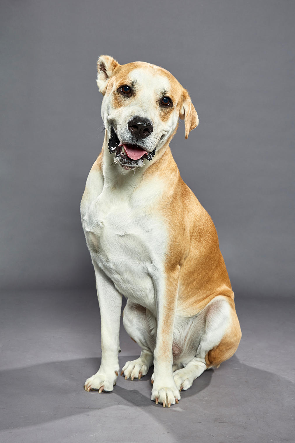 Puppy Bowl XVI Meet the Stars of the Dog Bowl Puppy Bowl Animal