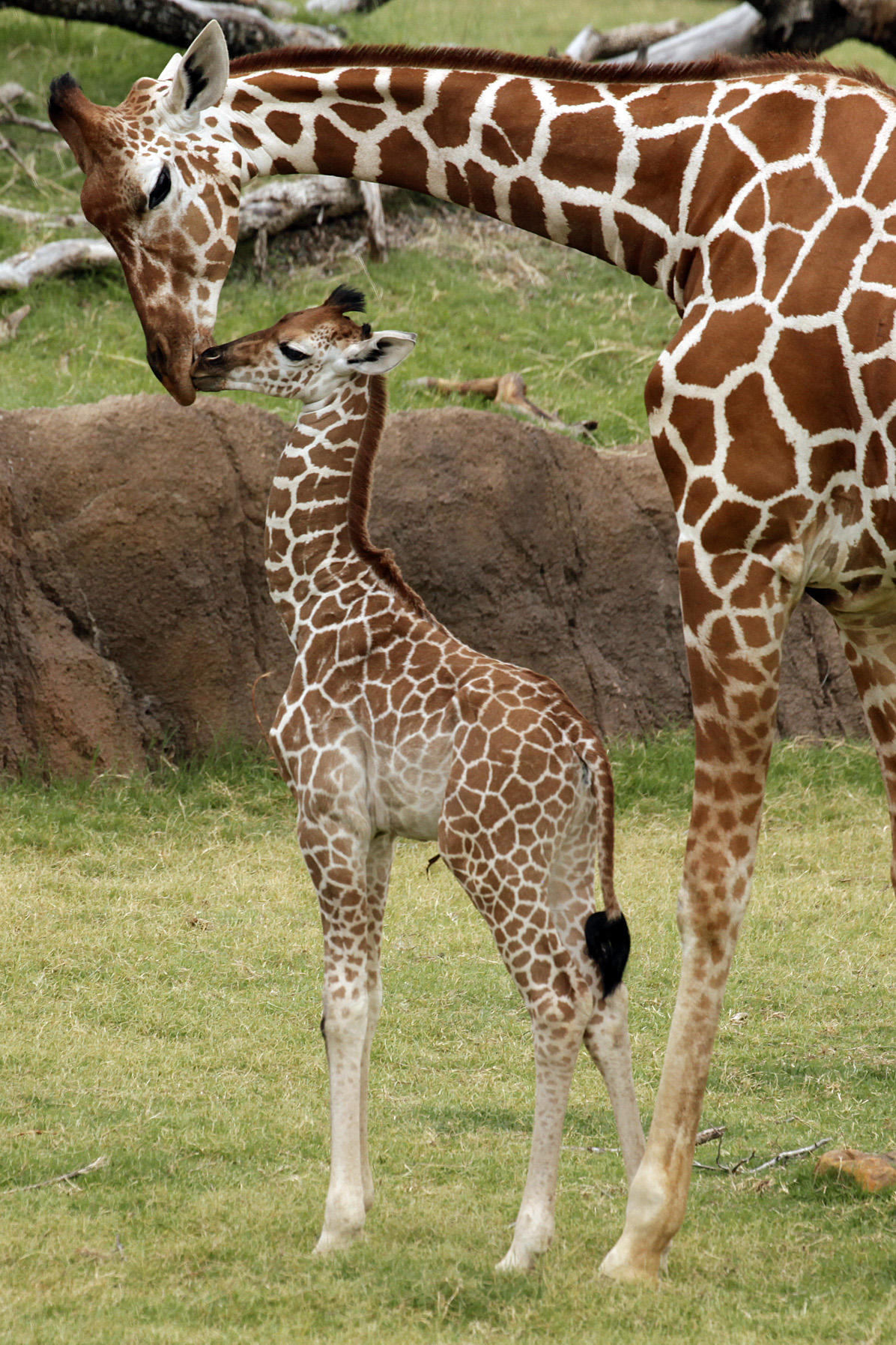 Giraffe Photos Giraffe Birth Live Animal