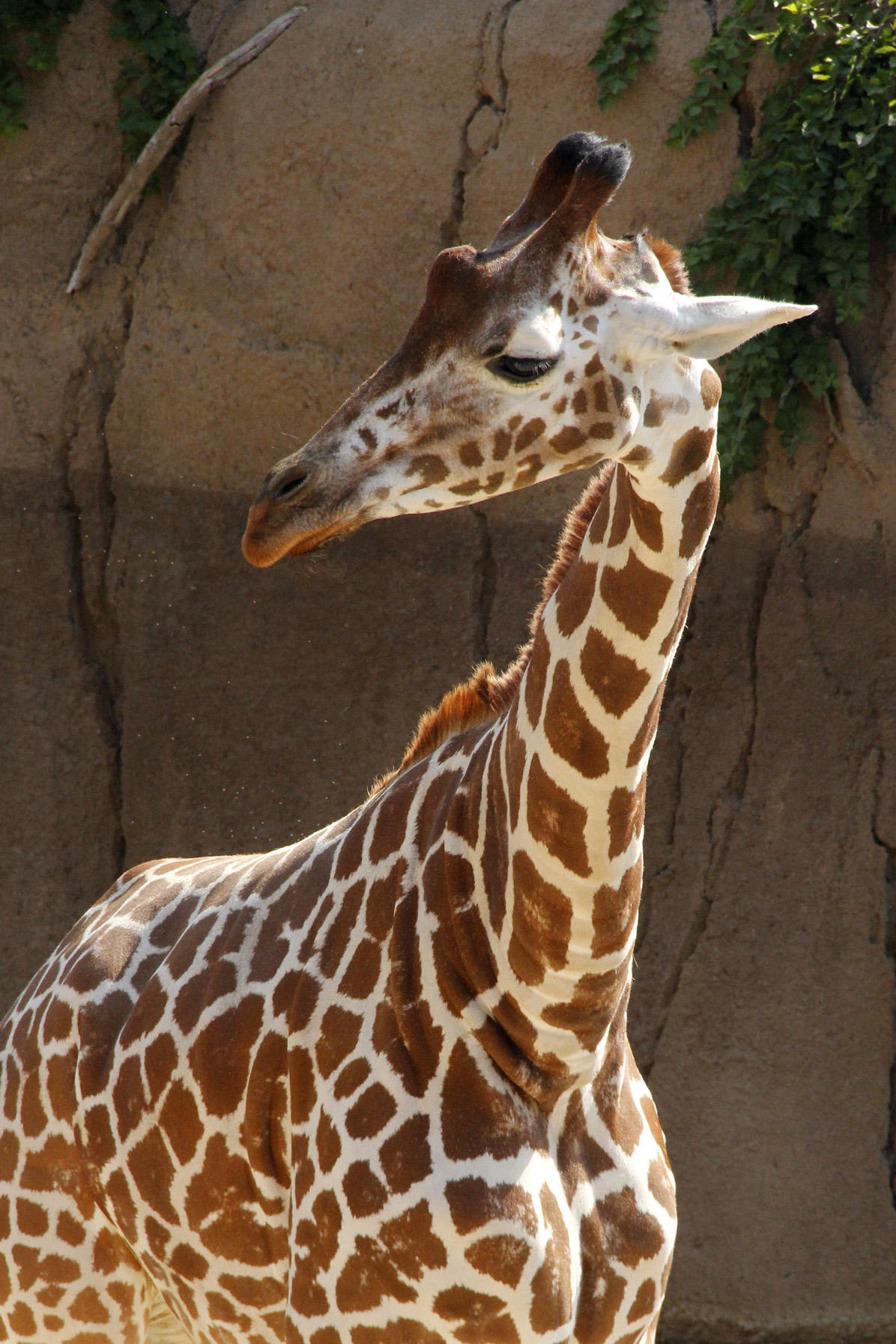 Giraffe Photos Giraffe Birth Live Animal Planet